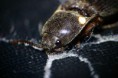 /album/coleoptera/pyrophorus-noctilucus-4-jpg/